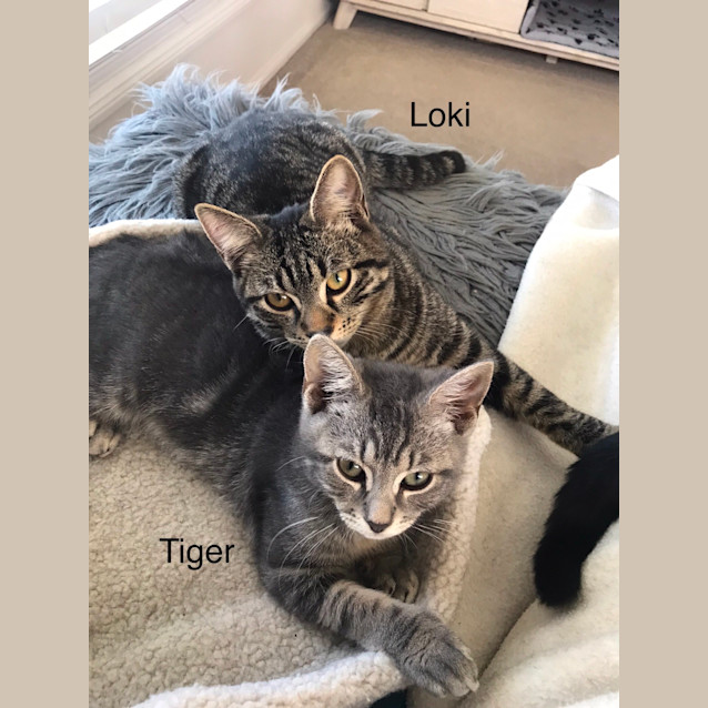 Photo of Tiger