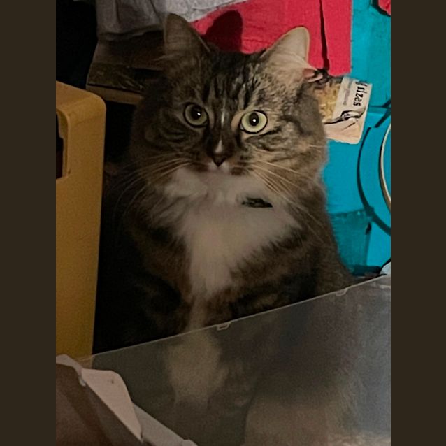 Photo of Ruby   Rescue Assist