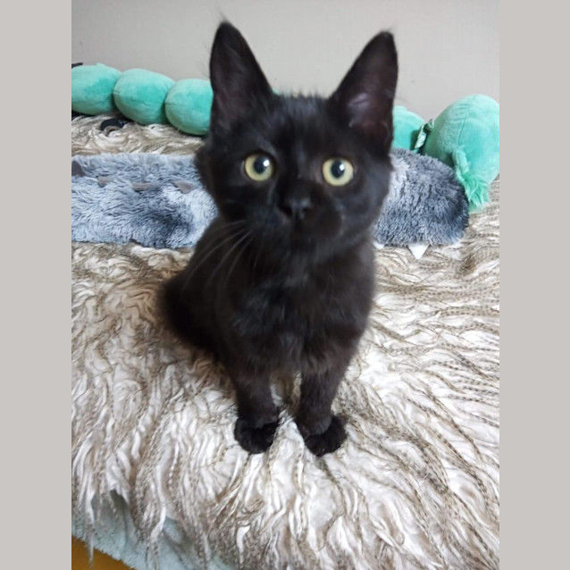 Photo of Guinness