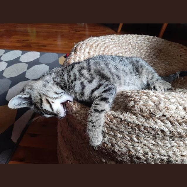 Photo of Trix