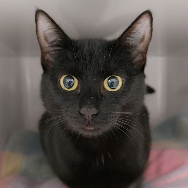 Photo of Amber Sua008732