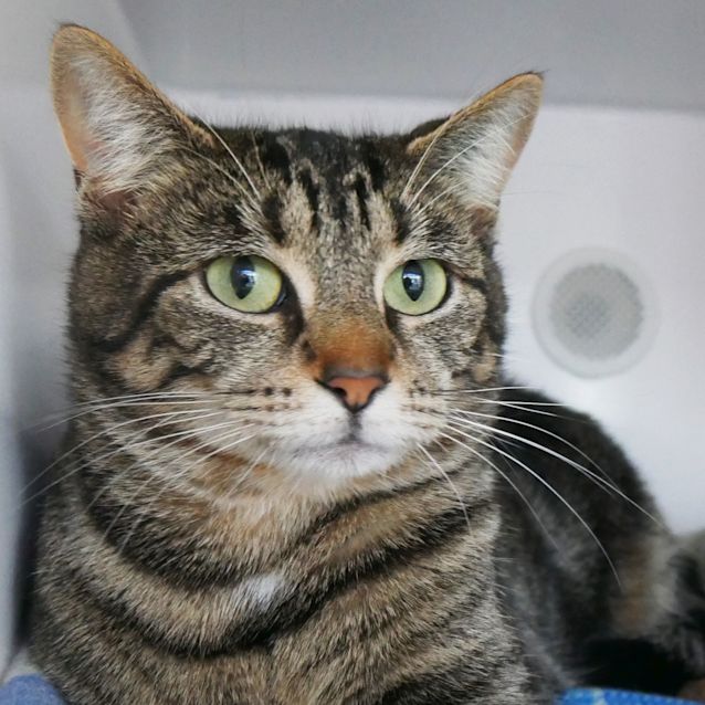 Photo of Sheba Sua008725