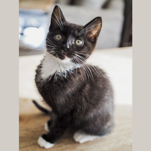 Photo of Checkers   8 Week Old (On Trial 27/07/2021)