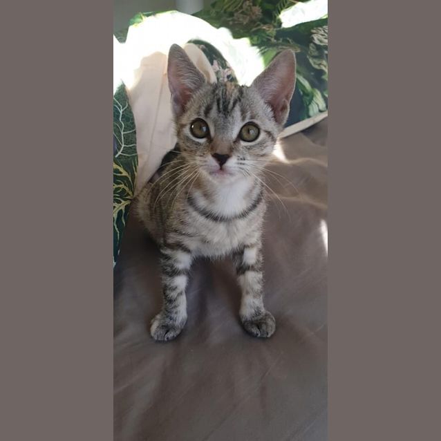 Photo of Ember