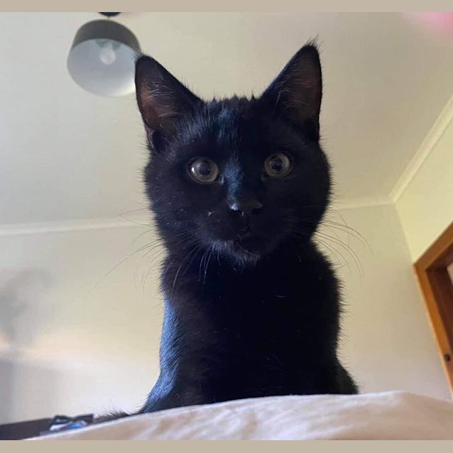 Photo of Bear