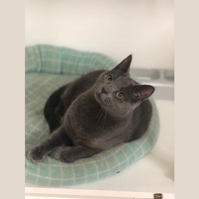 Photo of Nala