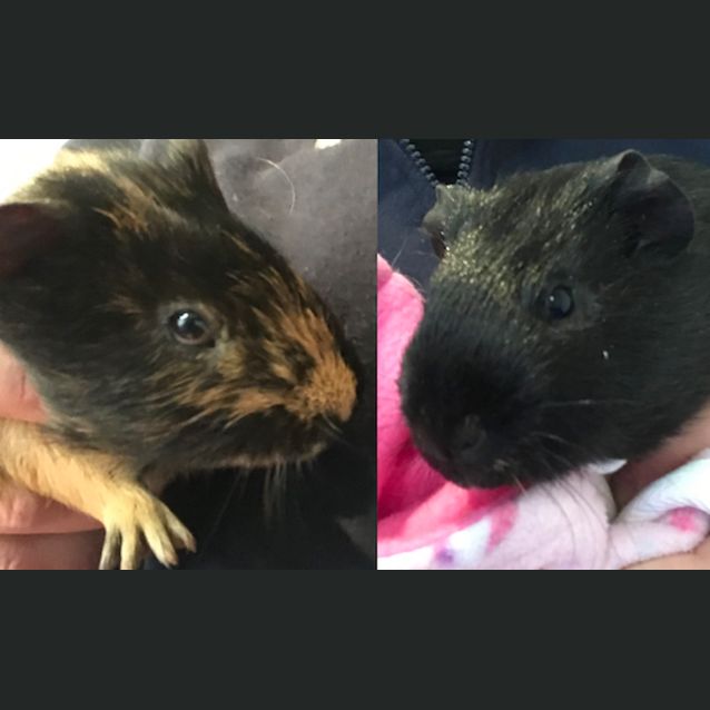 Photo of Rocket & Rumpole