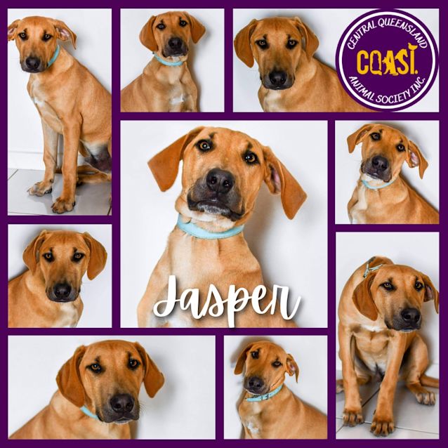 Photo of Jasper 