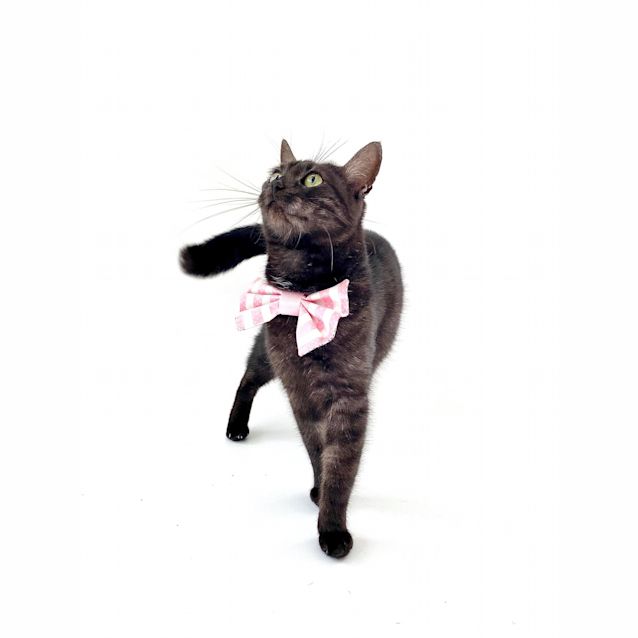 Photo of Pepper