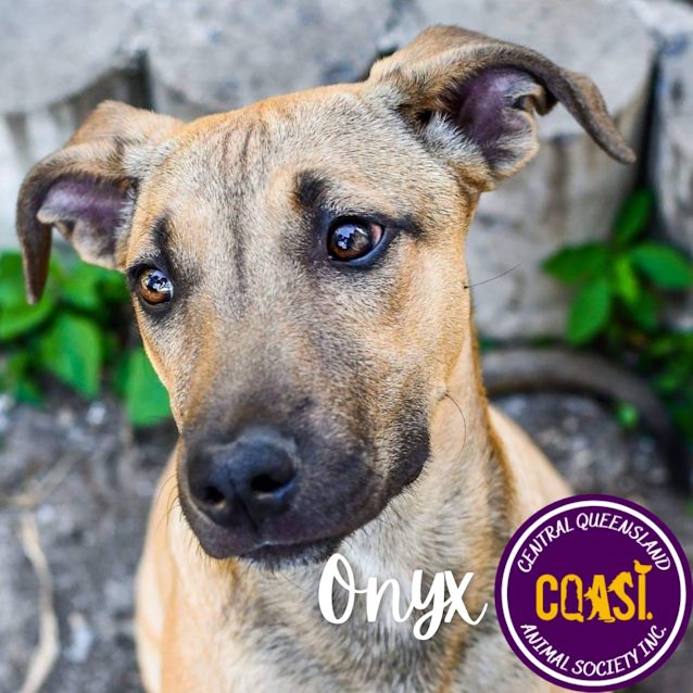 Photo of Onyx