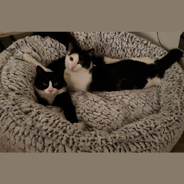 Photo of Tyson And Benito