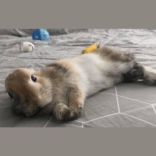 Photo of Olive