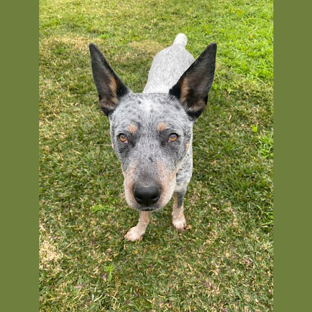 Photo of Jessie ~ 1yr Old Cattle Dog(on Trial 17/10/21)