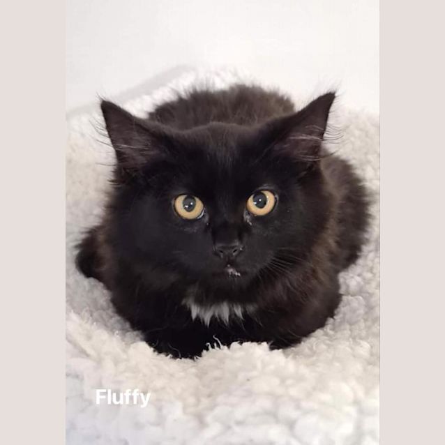 Photo of Fluffy