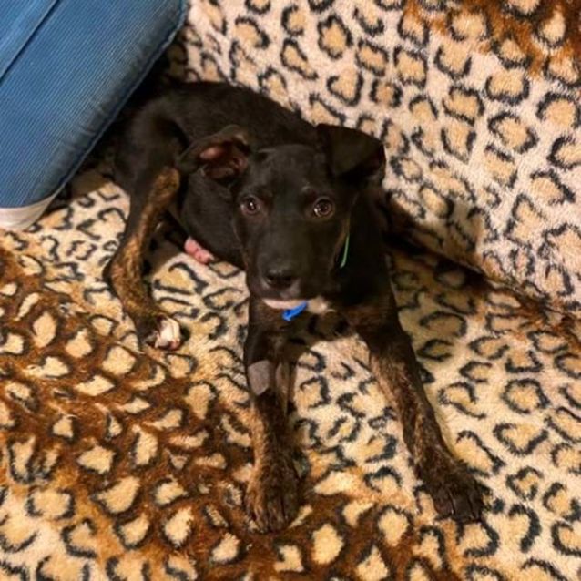 Photo of Ginger