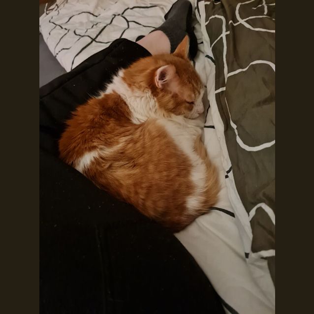 Photo of Leo Fluffball & Lil' Fish