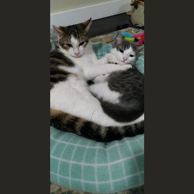 Photo of Wilbur And Stinker