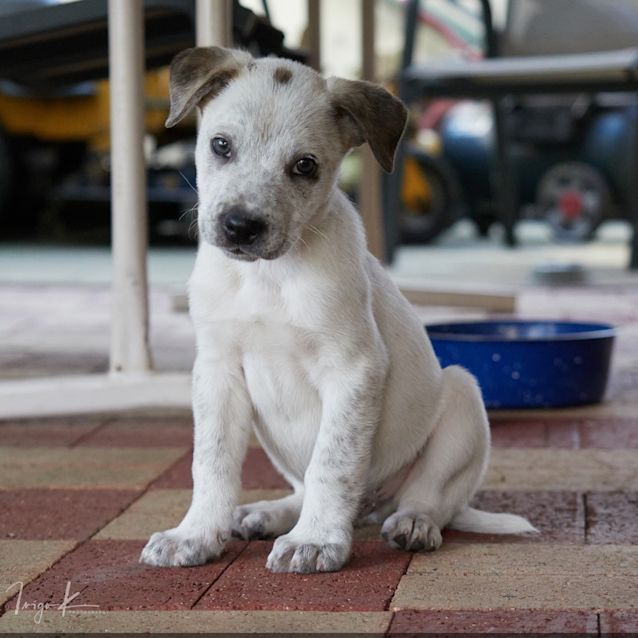 Photo of Buster