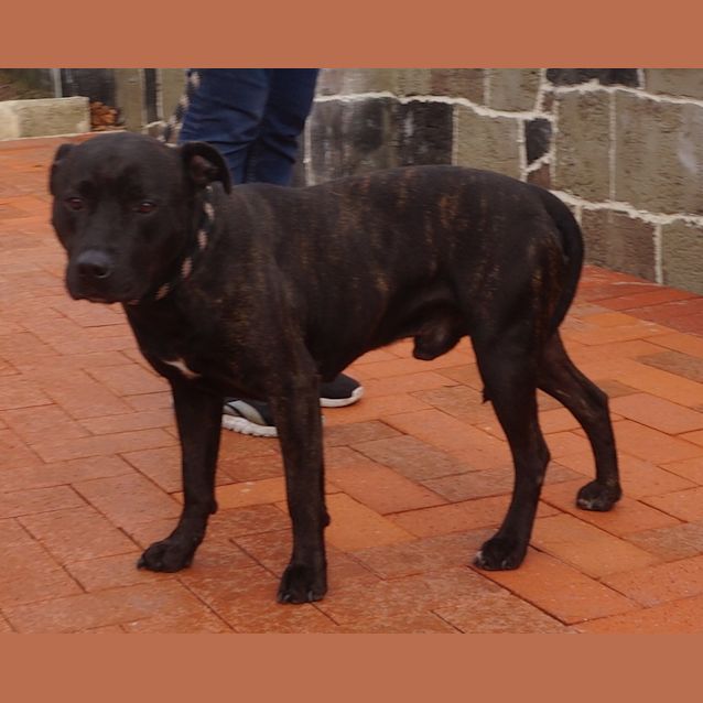 Photo of Tucker