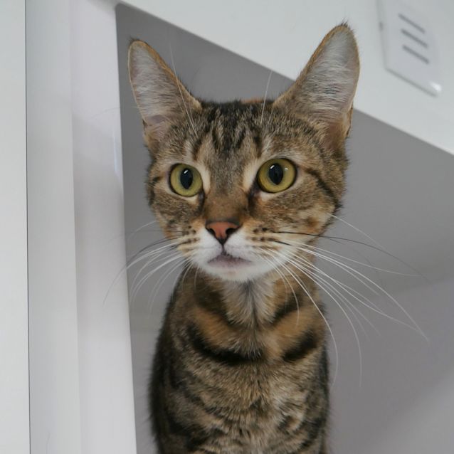 Photo of Gidget Sua008714