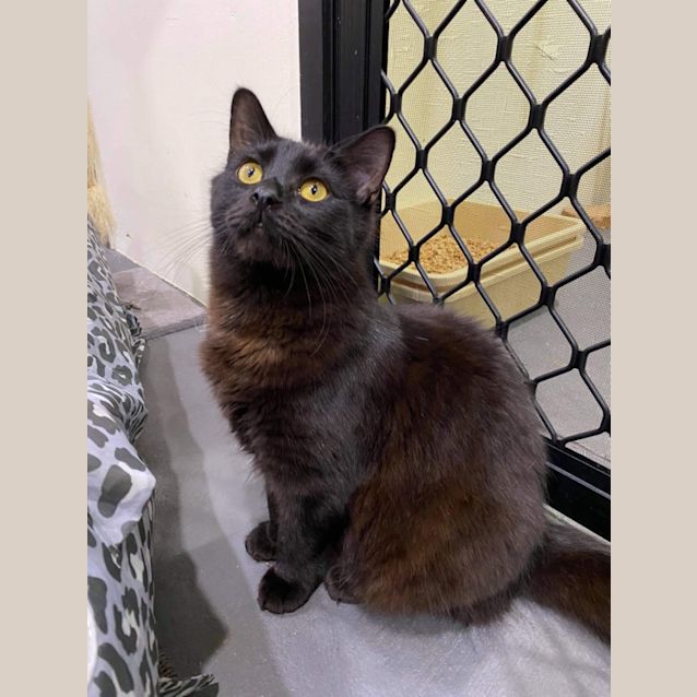 Photo of Harry Little Bear