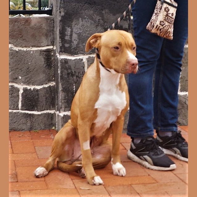 Photo of Piper