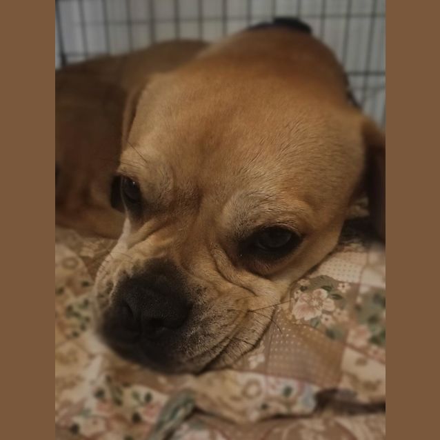 Photo of Willow