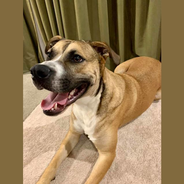 Photo of Cujo