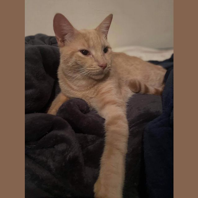 Photo of Groot And Gingey