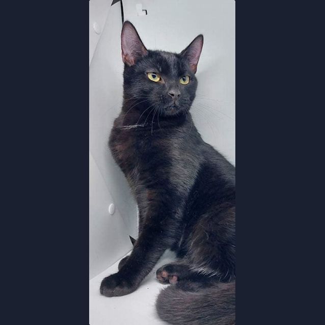 Photo of Rhett 