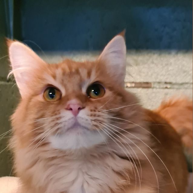Photo of Frankie 