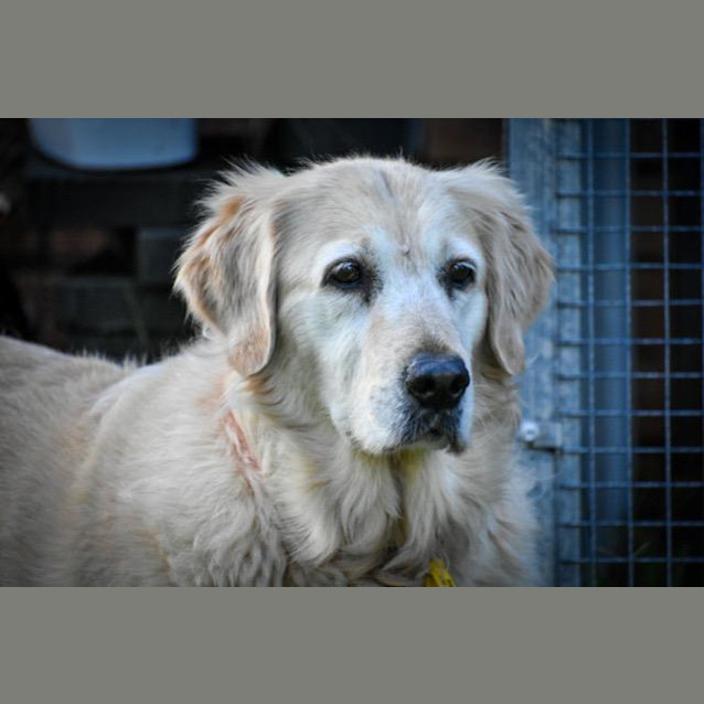 Photo of Honey