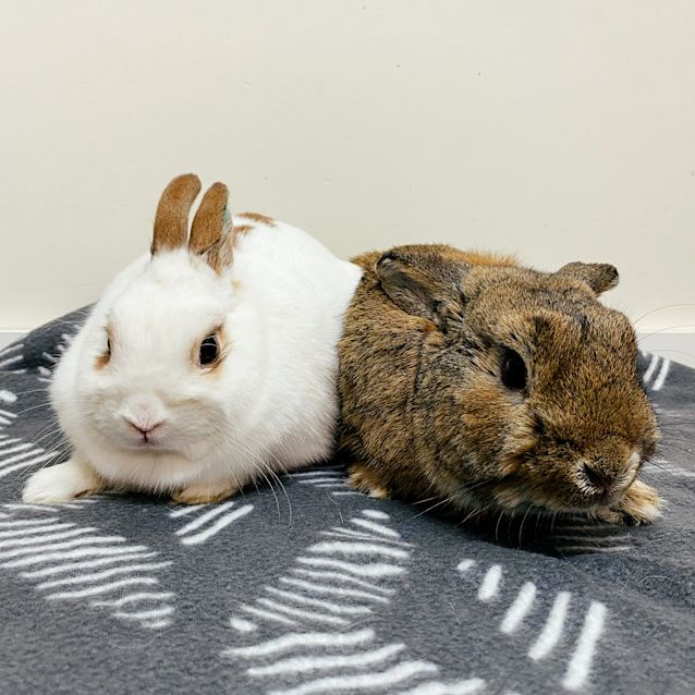 Photo of Pip & Basil