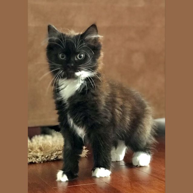 Photo of Thunda **2nd Chance Cat Rescue**