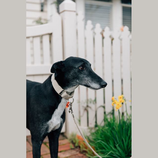 Photo of Spike 