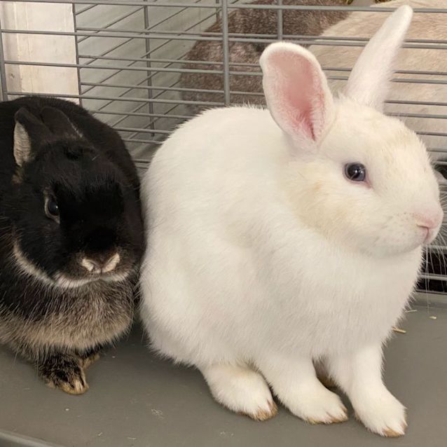 Photo of Amico With India