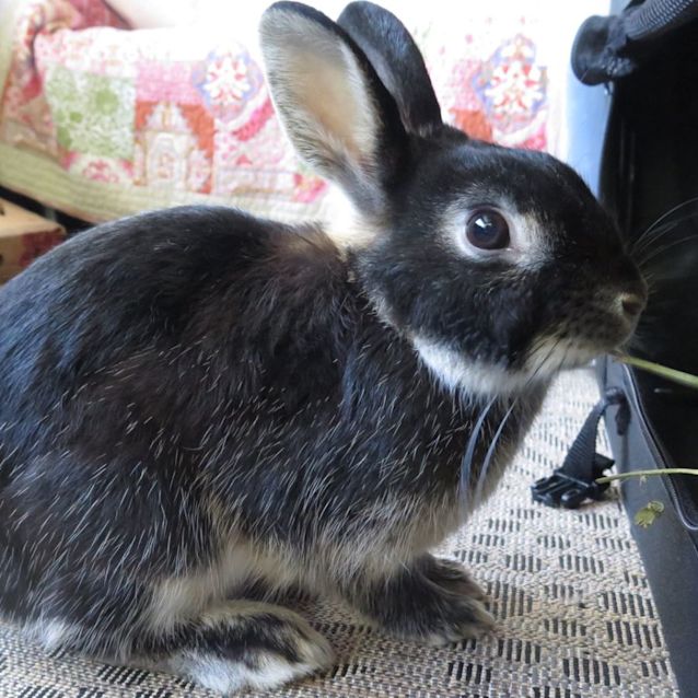 Photo of India With Amico