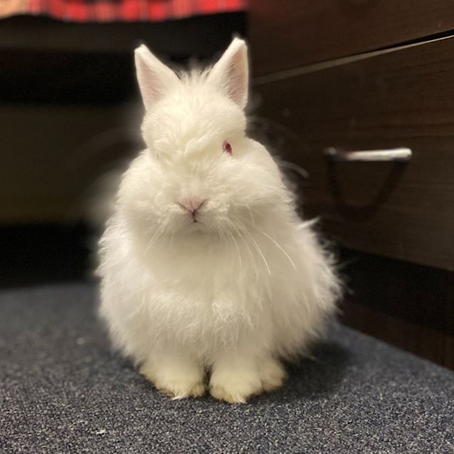 Photo of Castrol (Castol)