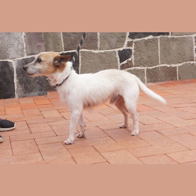 Photo of Odie