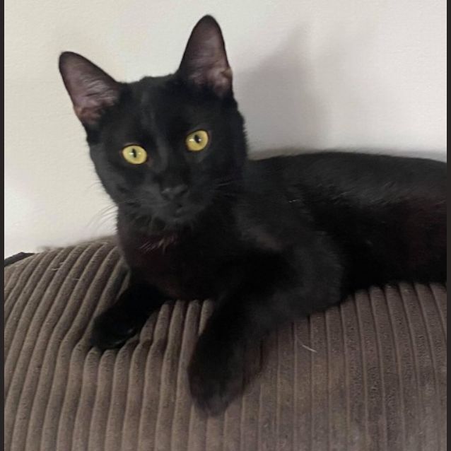 Photo of Pharaoh
