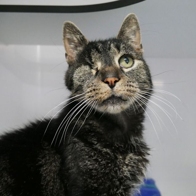 Photo of Pirate Sta008563