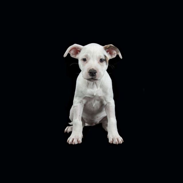 Photo of Arwen