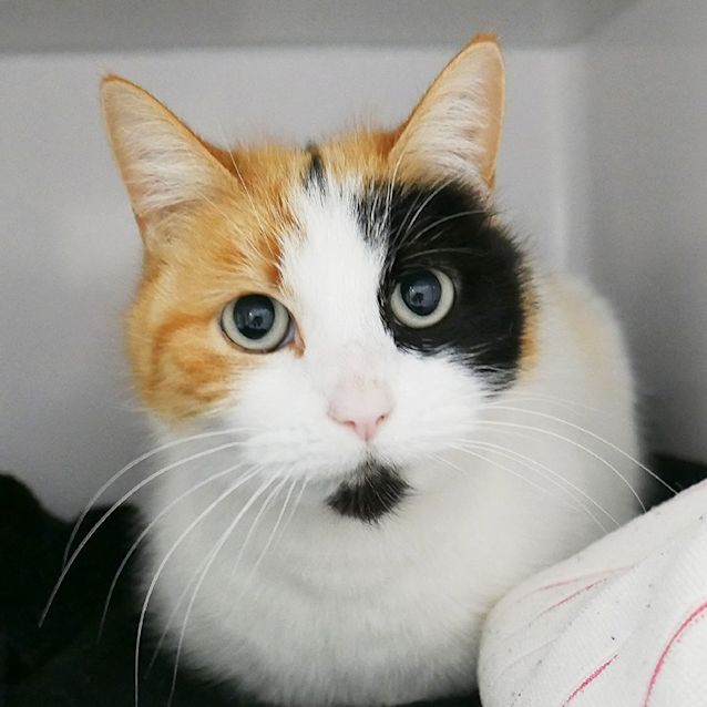 Photo of Alley Sua008716