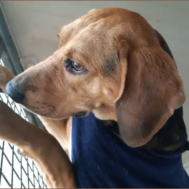 bloodhound beagle mix puppies