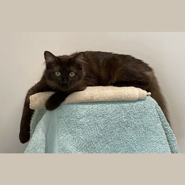 Photo of Cadbury