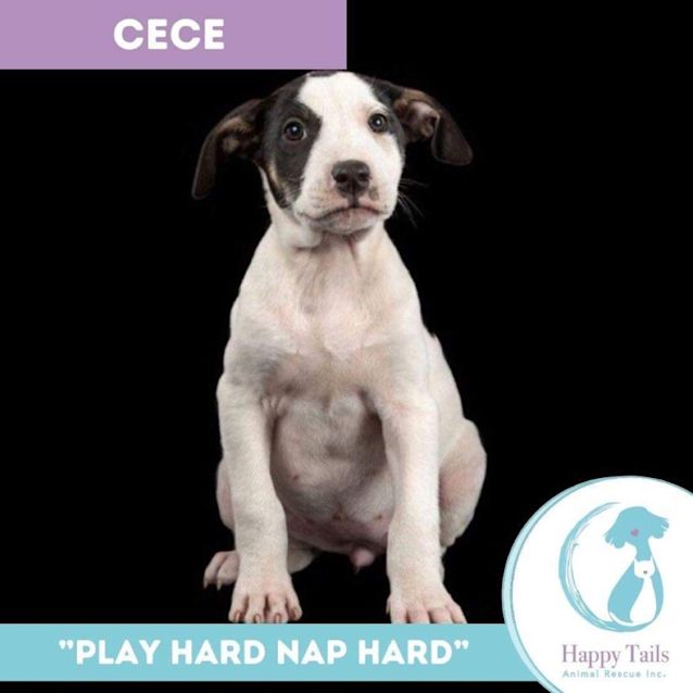 Photo of Cece