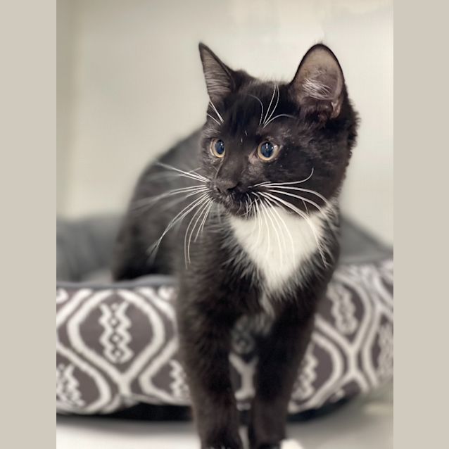 Photo of Carlton