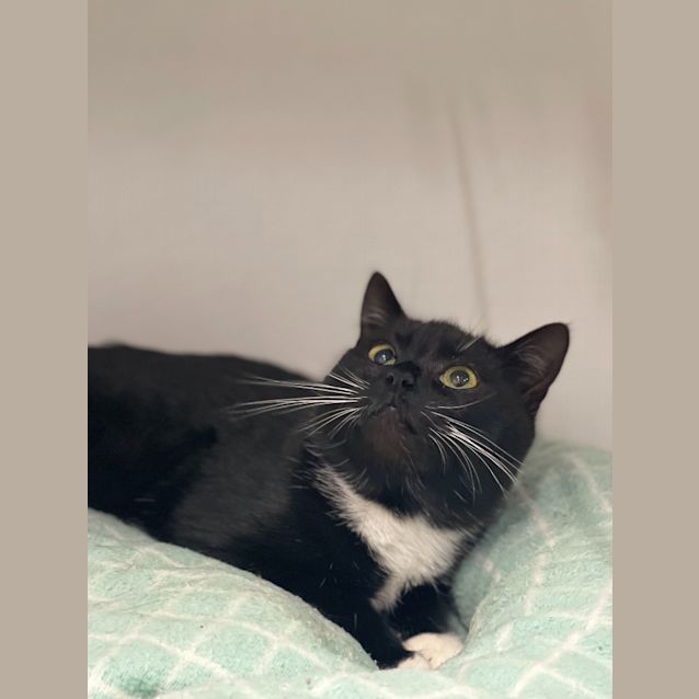 Photo of Soxy