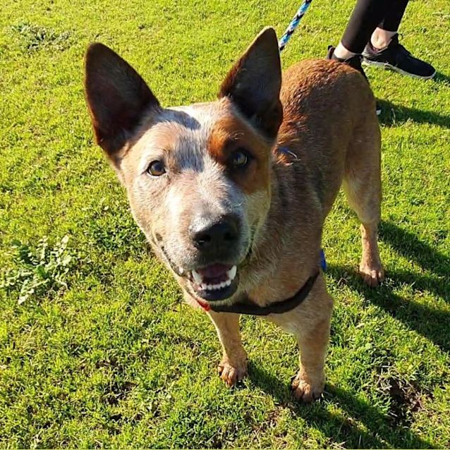 Photo of Apollo Dl2707