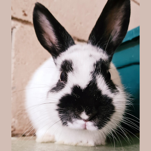 Photo of Freckles